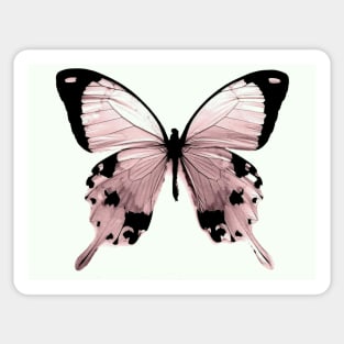 pink peach butterfly specimen natural history botanical Sticker